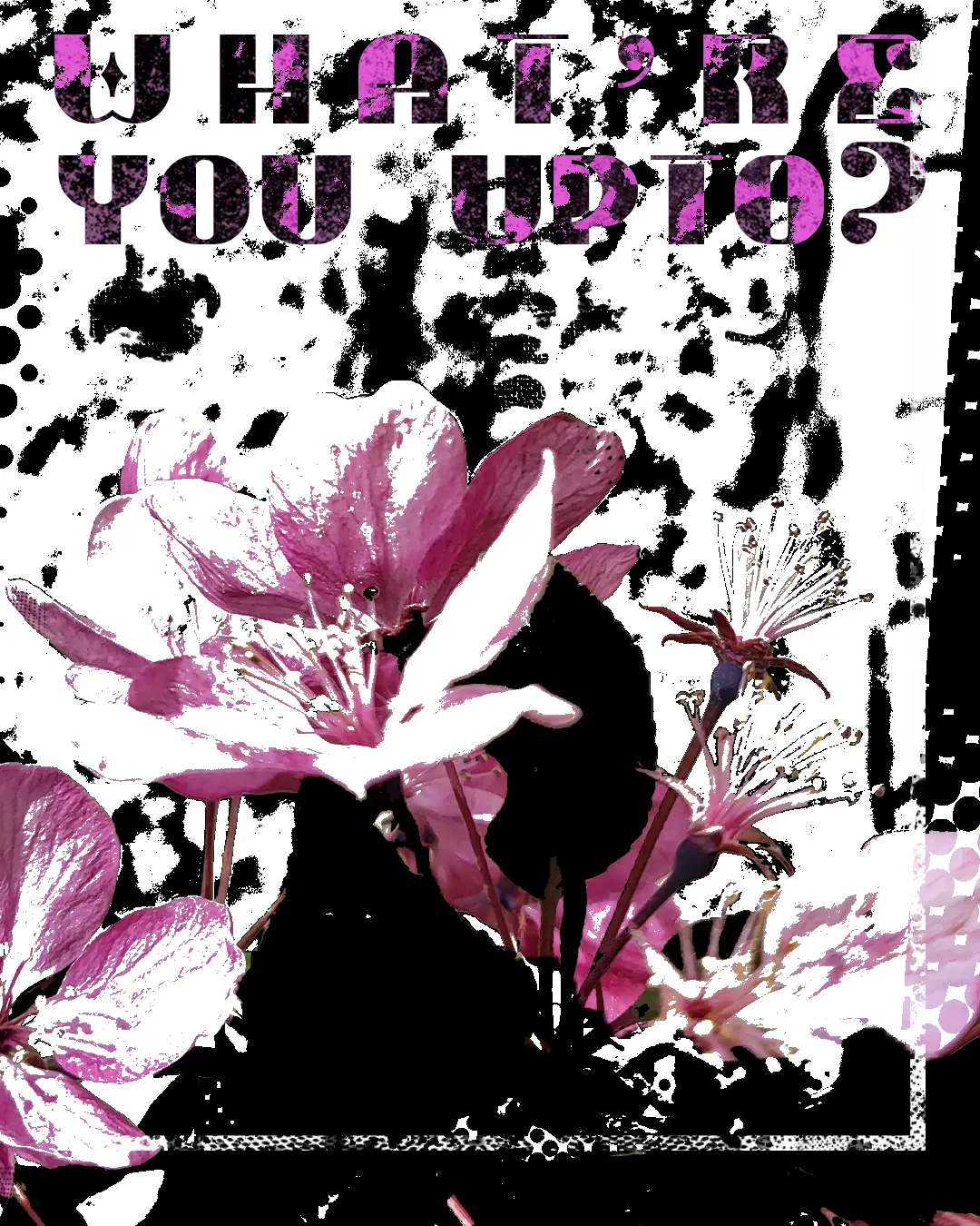 What Are You Upto - Edmonton Poster Designs